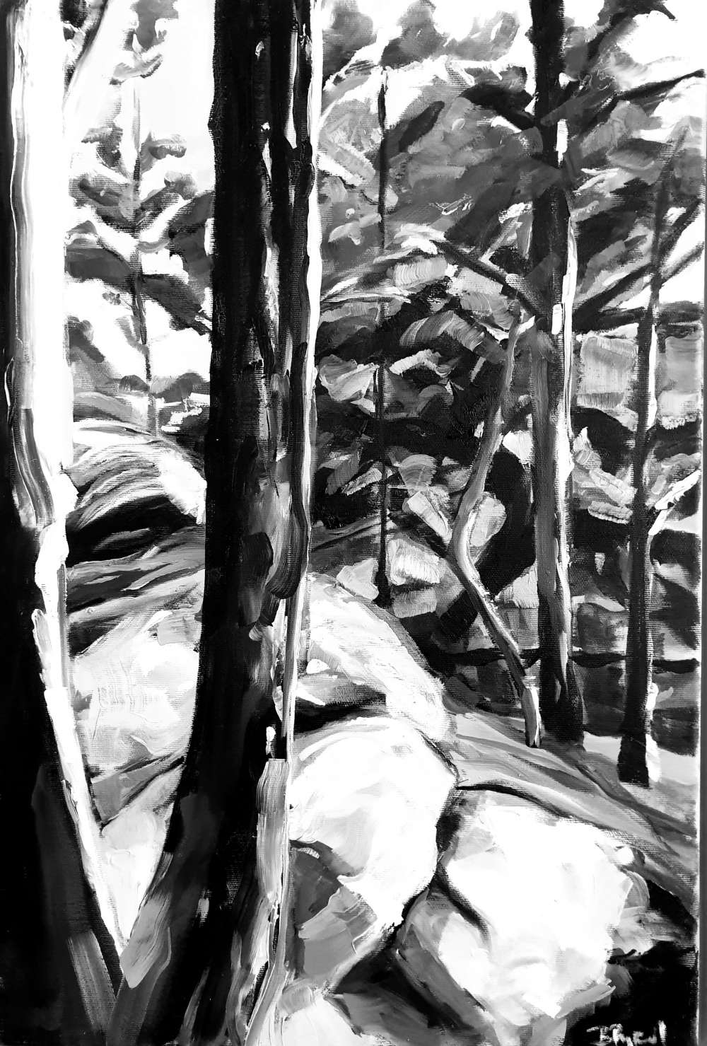 Silva Nigra – Die Farben des Waldes